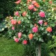 Trandafir copacel  Gebruder Grimm  Rna